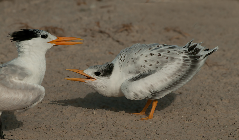 Royal_Tern_10_FL_107