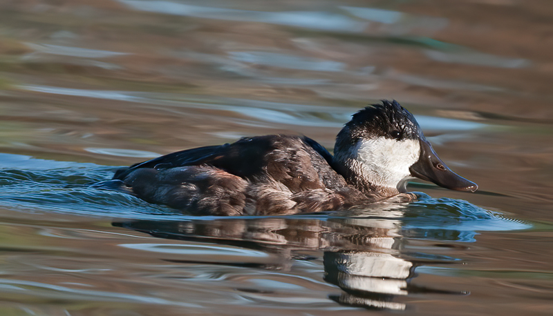 Ruddy_Duck_10_CA_001