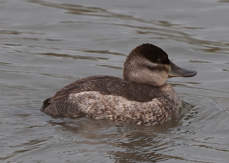Ruddy_Duck_10_CA_006