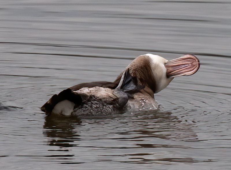 Ruddy_Duck_10_CA_011