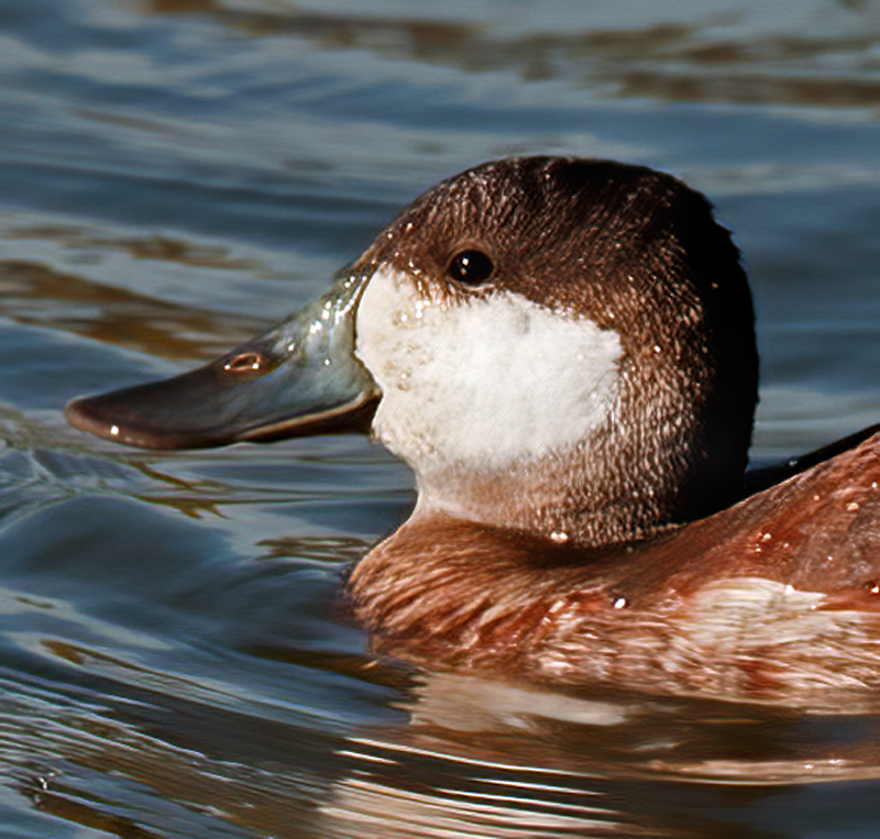 Ruddy_Duck_10_CA_019