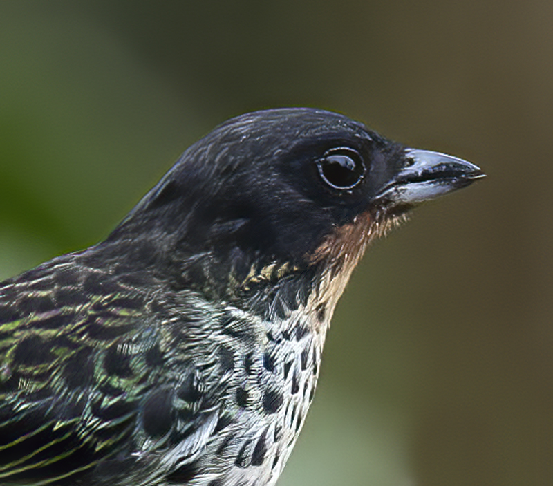 Rufous-throated_Tanager_18_Ecuador_010