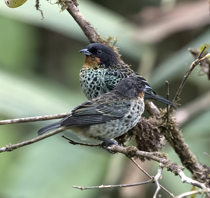 Rufous-throated_Tanager_18_Ecuador_014
