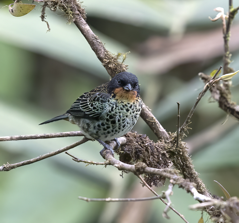 Rufous-throated_Tanager_18_Ecuador_019