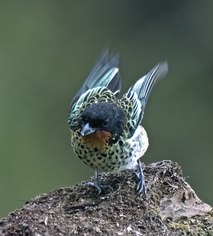 Rufous-throated_Tanager_18_Ecuador_041