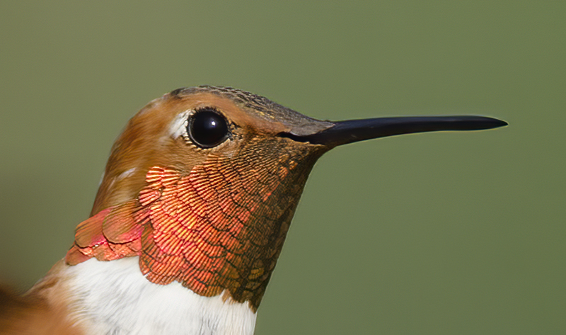 Rufous_Hummingbird_14_CA_074