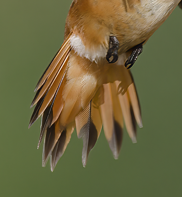 Rufous_Hummingbird_14_CA_075