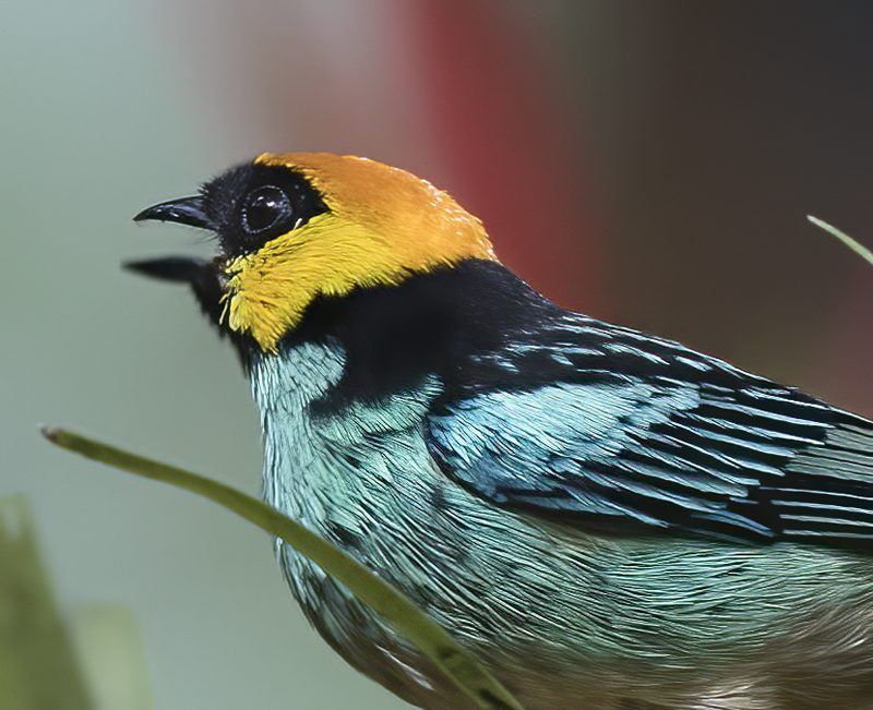 Saffron_crowned_Tanager_17_Peru_001