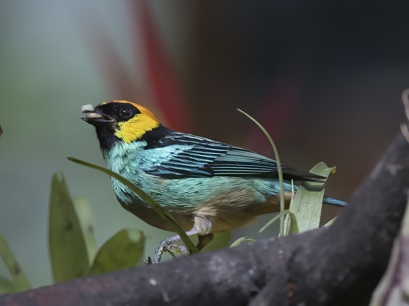 Saffron_crowned_Tanager_17_Peru_003