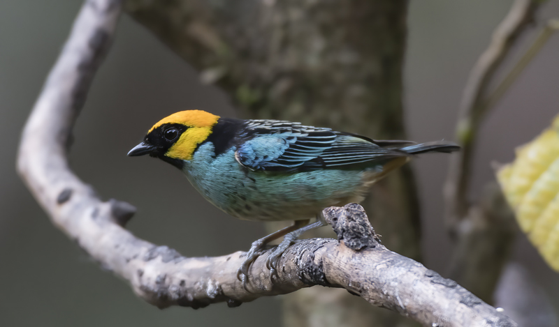 Saffron_crowned_Tanager_17_Peru_007