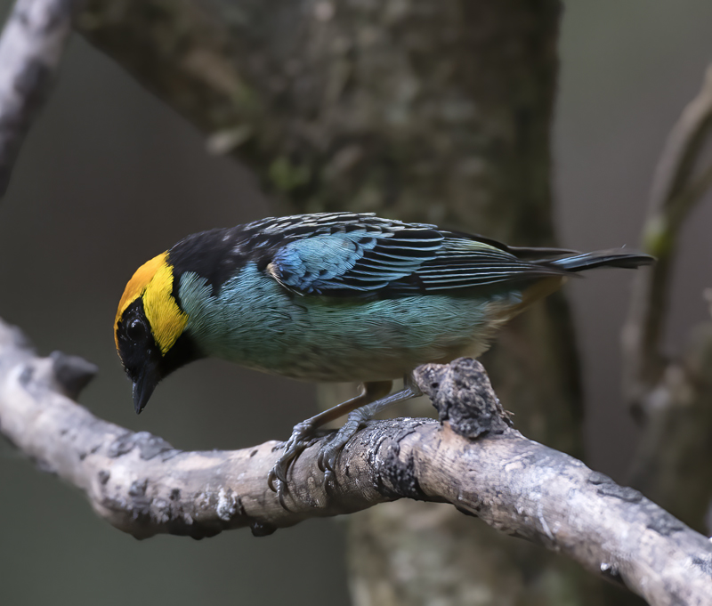 Saffron_crowned_Tanager_17_Peru_008