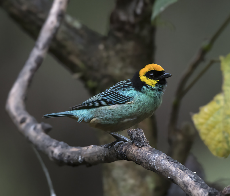 Saffron_crowned_Tanager_17_Peru_020