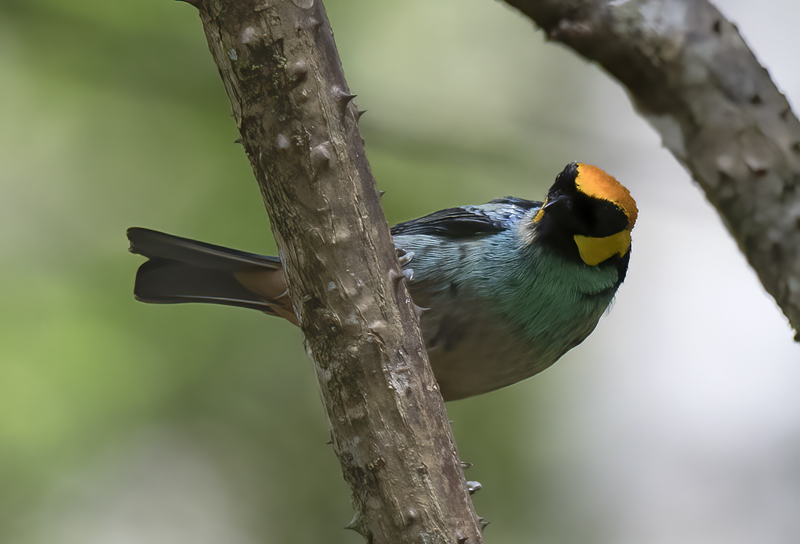 Saffron_crowned_Tanager_17_Peru_031