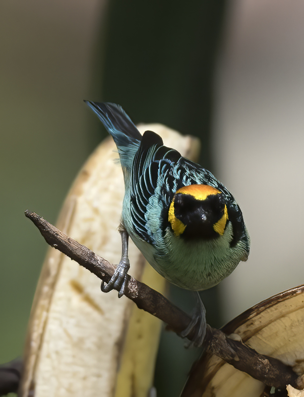 Saffron_crowned_Tanager_17_Peru_050