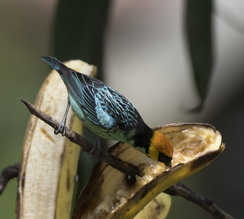 Saffron_crowned_Tanager_17_Peru_053