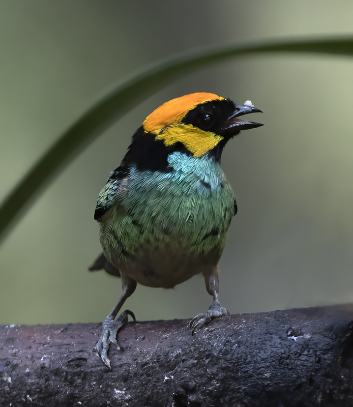 Saffron_crowned_Tanager_17_Peru_059