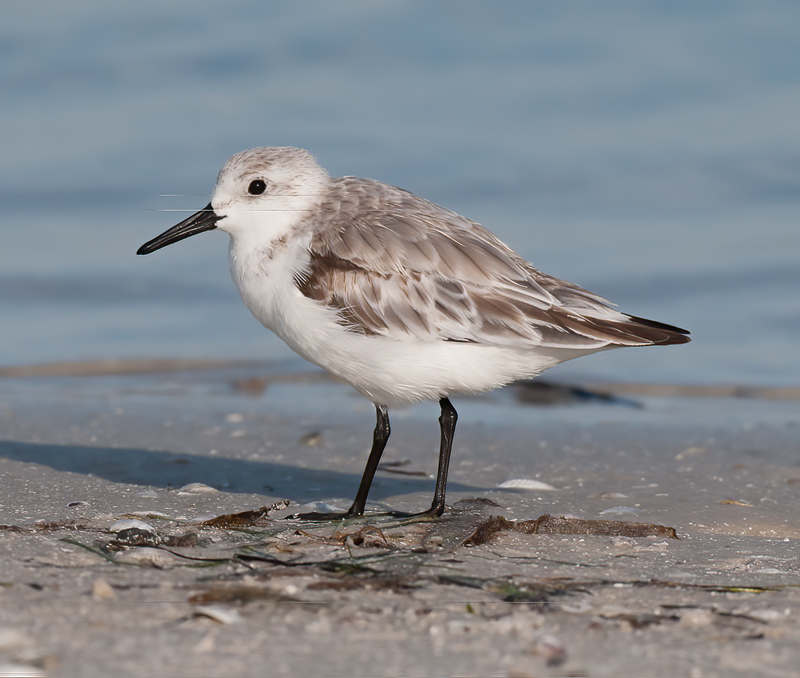 Sanderling_09_FL_009