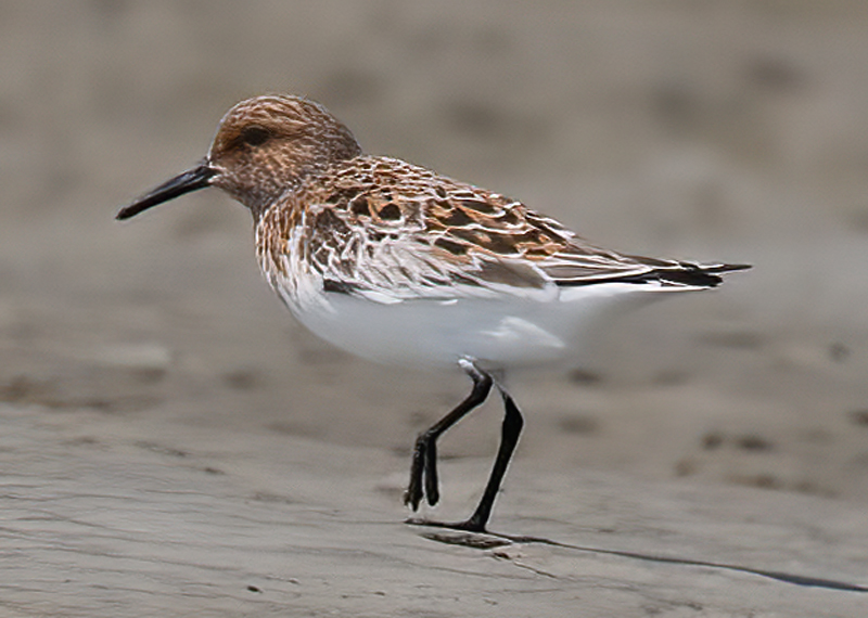 Sanderling_09_FL_014