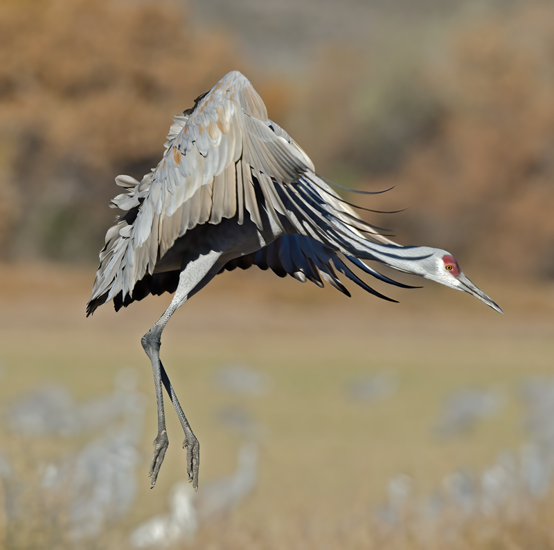 Sandhill_Crane_10_NM_076
