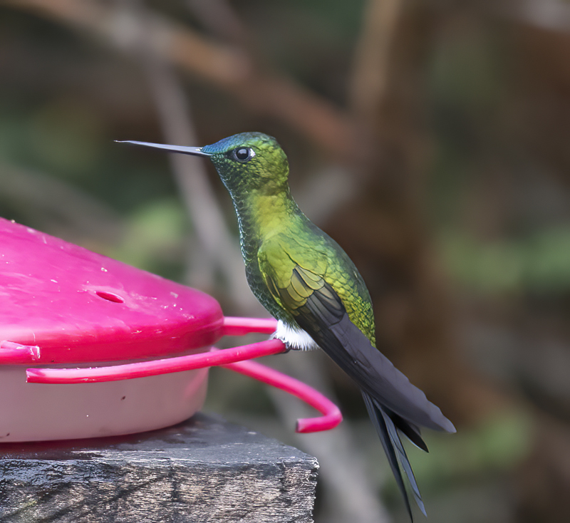 Sapphire-vented_Puffleg_18_Ecuador_003