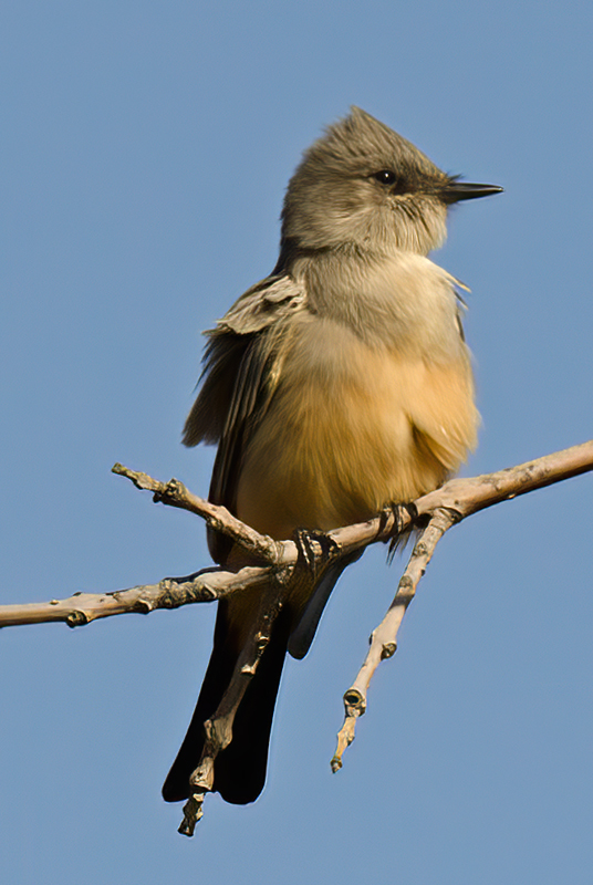 Says_Phoebe_11_CA_014