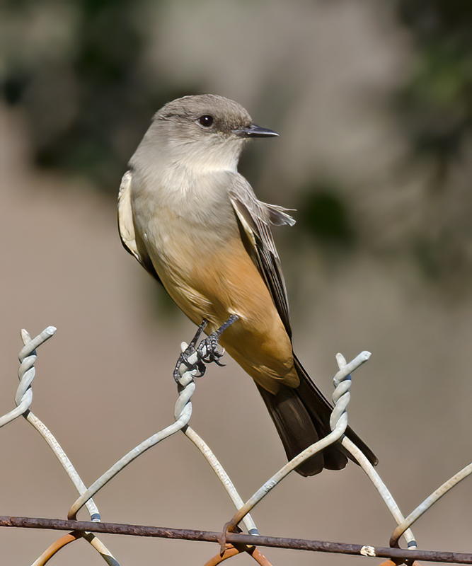 Says_Phoebe_11_CA_048