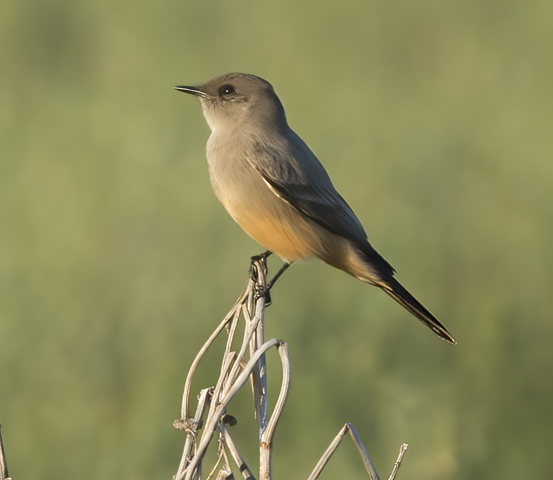 Says_Phoebe_15_CA_010