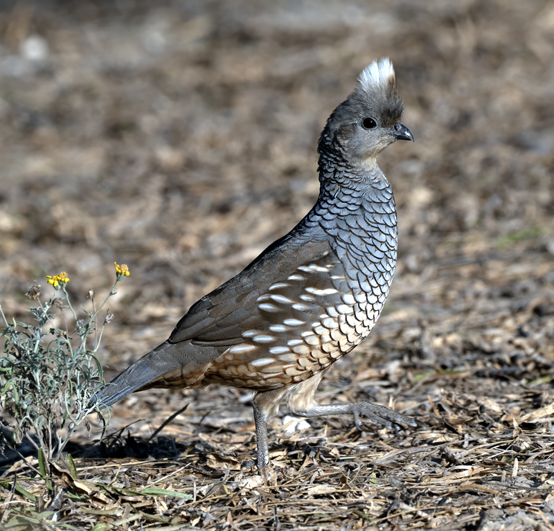 Scaled_Quail_24_TX_L_087