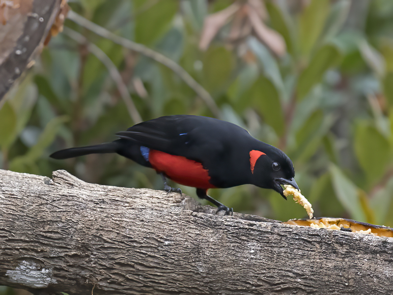 Scarlet-bellied_Mountain-tanager_18_Ecuador_002