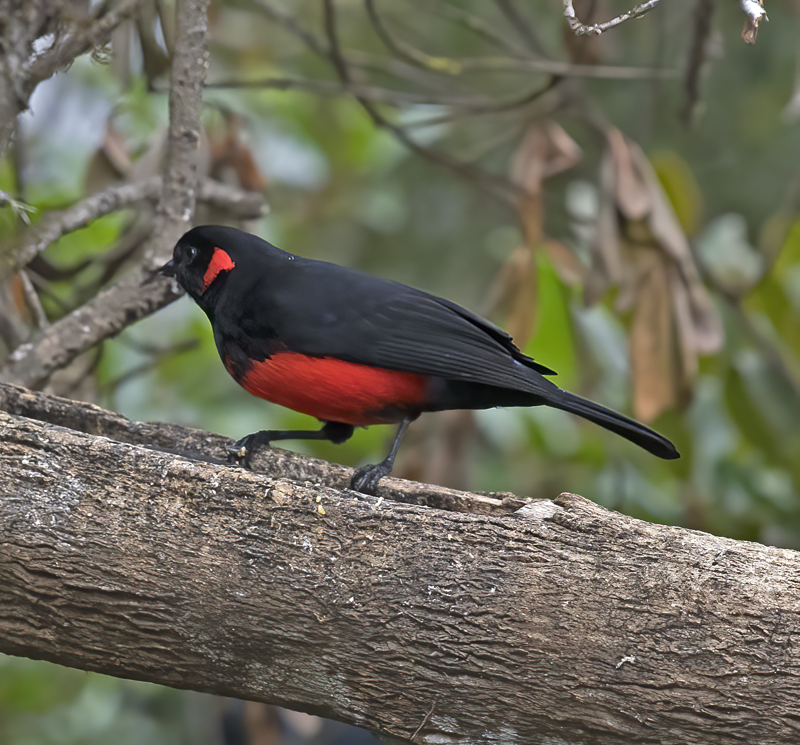 Scarlet-bellied_Mountain-tanager_18_Ecuador_011