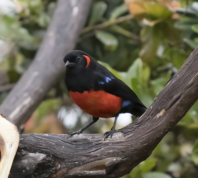 Scarlet-bellied_Mountain-tanager_18_Ecuador_012