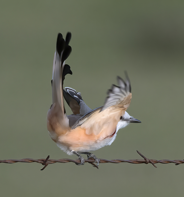 Scissor-tailed_Flycatcher_TX_18_055