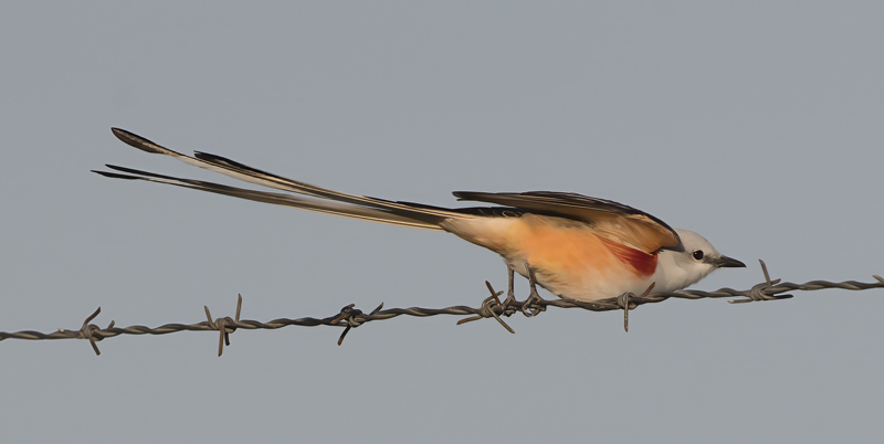 Scissor-tailed_Flycatcher_TX_18_144