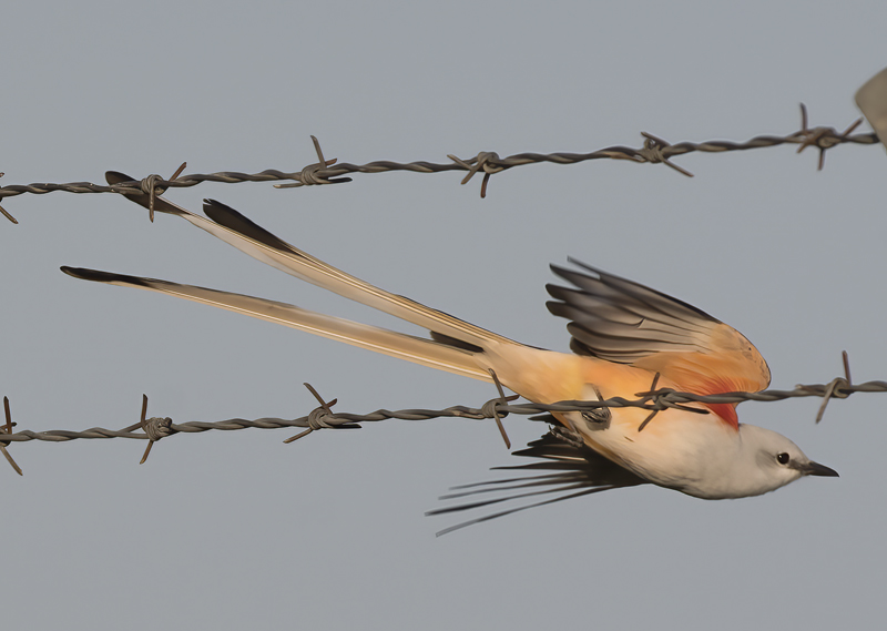 Scissor-tailed_Flycatcher_TX_18_146