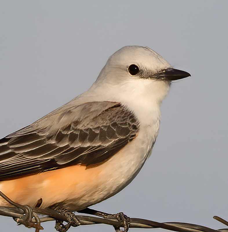 Scissor-tailed_Flycatcher_TX_18_153