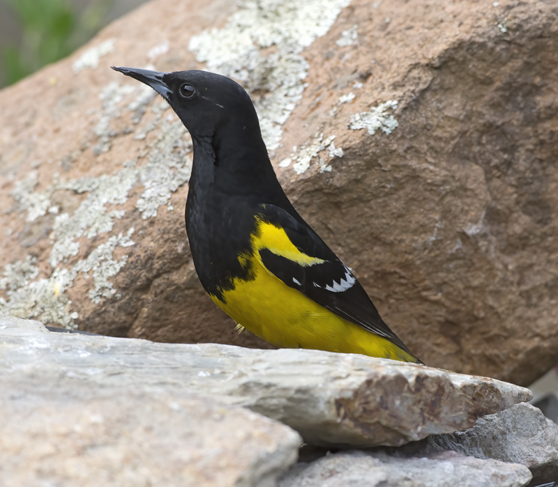 Scotts_Oriole_15_AZ_025