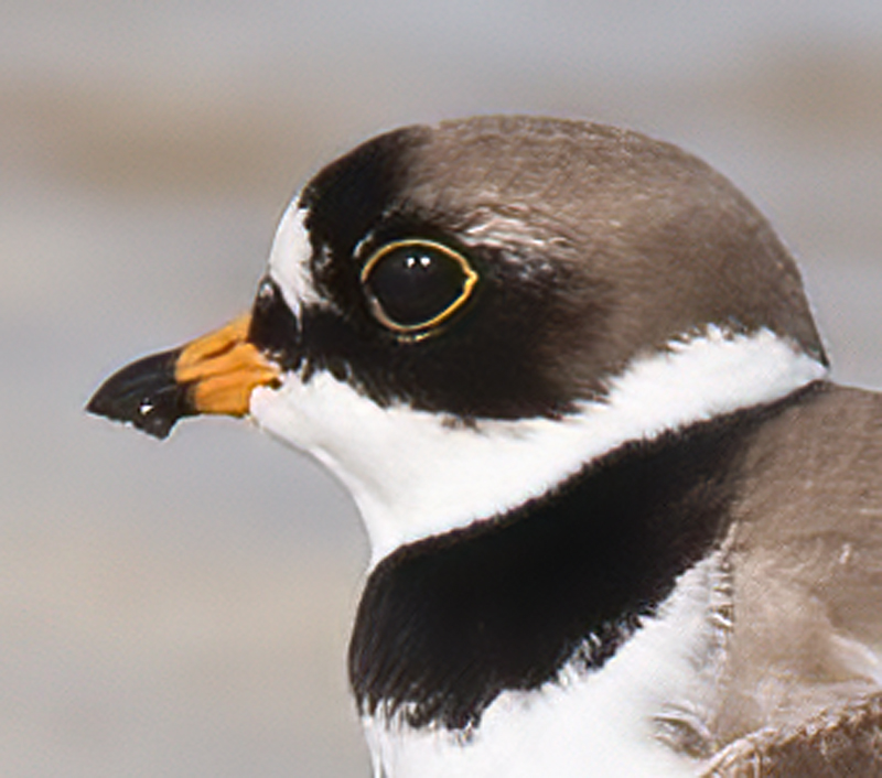 Semipalmated_Plover_09_FL_021