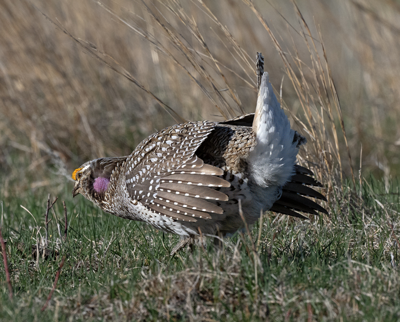 Sharp-tailed_Grouse_24_NE_L_037