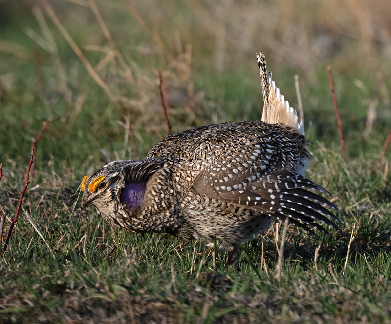 Sharp-tailed_Grouse_24_NE_L_204