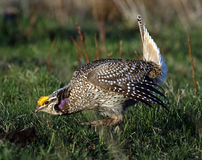 Sharp-tailed_Grouse_24_NE_L_235