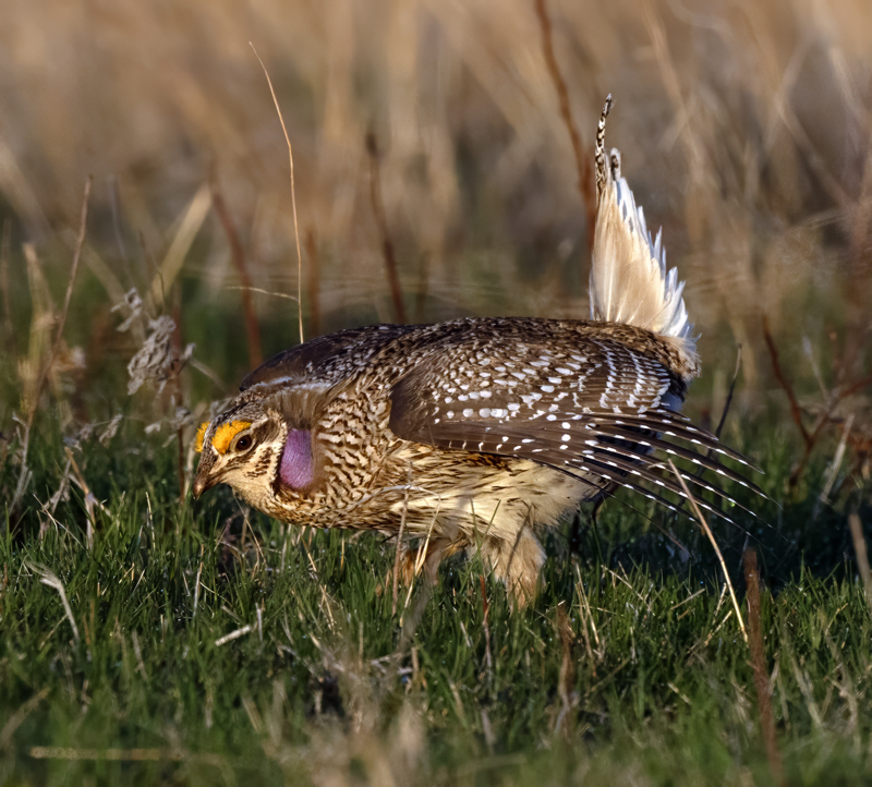 Sharp-tailed_Grouse_24_NE_L_272
