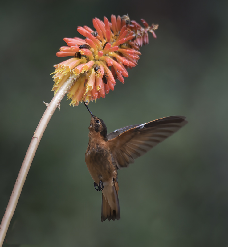 Shinning_Sunbeam_18_Ecuador_004