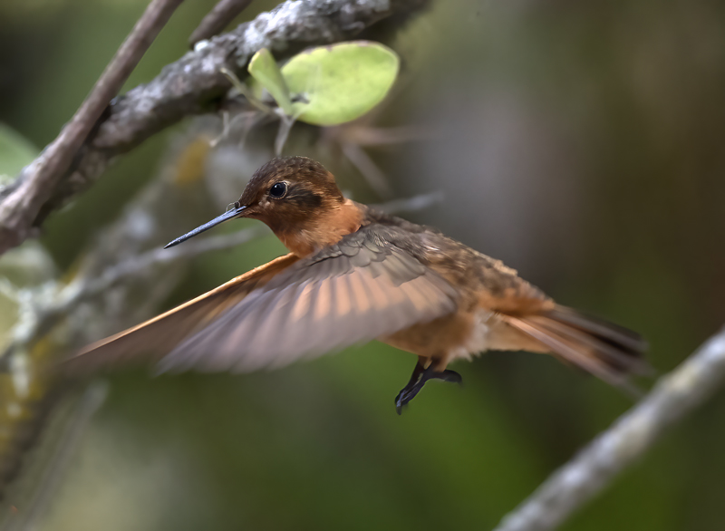 Shinning_Sunbeam_18_Ecuador_024