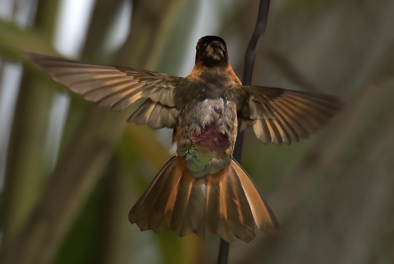 Shinning_Sunbeam_18_Ecuador_058