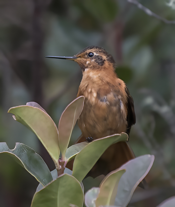 Shinning_Sunbeam_18_Ecuador_090