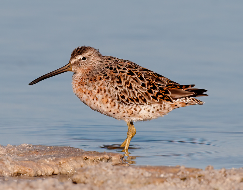 Short_billed_Dowitcher_10_FL_002