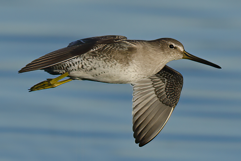 Short_billed_Dowitcher_11_FL_004