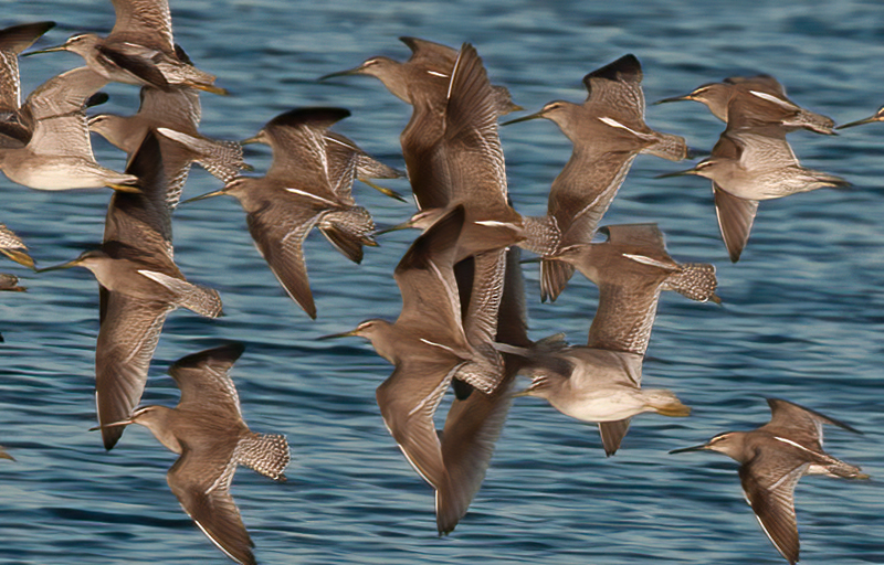 Short_billed_Dowitcher_11_FL_006