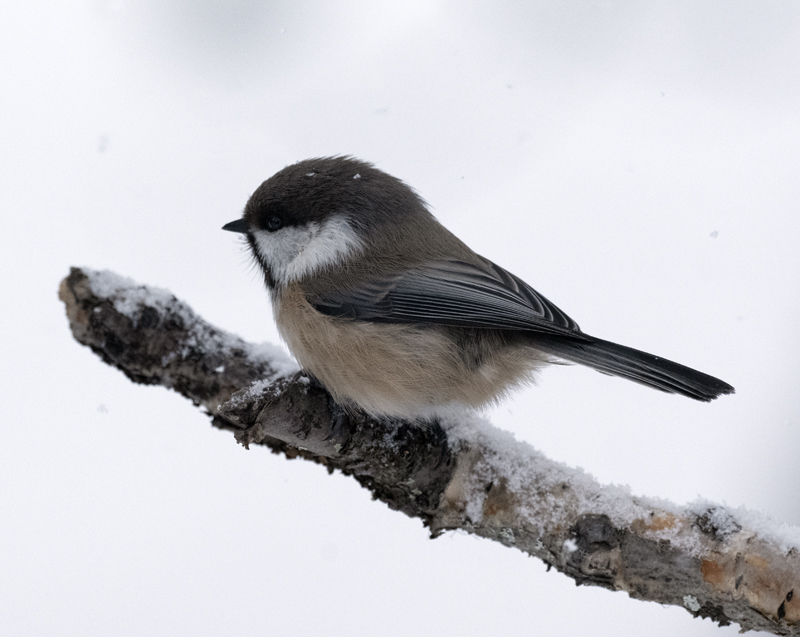 Siberian_Tit_23_Norway_042