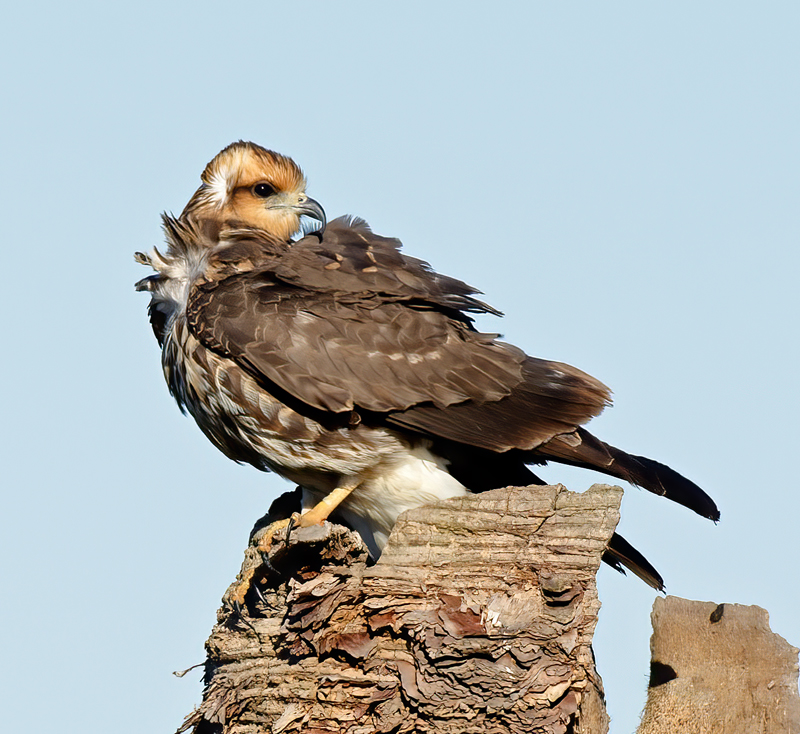 Snail_Kite_10_FL_187
